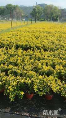 高度30厘米黄金枸骨