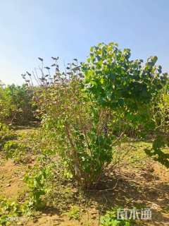 高度120厘米丛生丁香