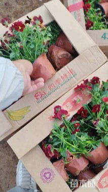 高度25厘米角堇