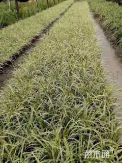 高度20厘米金边麦冬