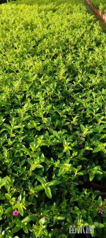 高度20厘米满天星