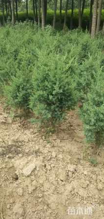 高度80厘米塔柏