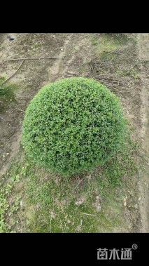 高度110厘米川滇蜡树