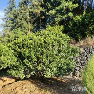 高度360厘米南丰蜜桔