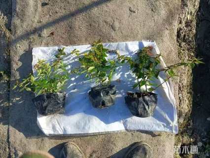 高度30厘米大花六道木