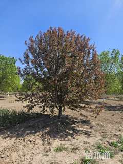 19公分绚丽海棠