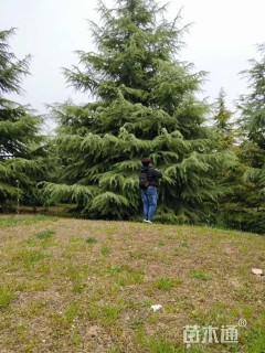高度14000厘米雪松