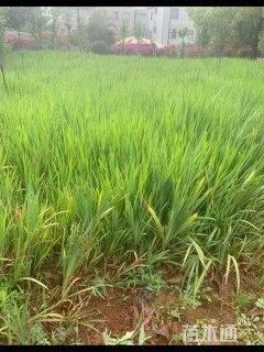 高度30厘米火星花