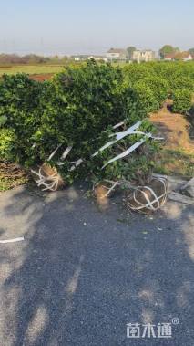 冠幅150厘米大叶黄杨球