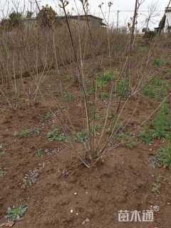 高度200厘米丛生黄栌
