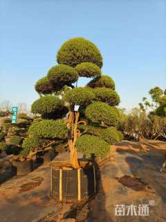 高度300厘米日本冬青