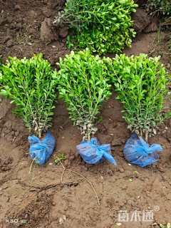 高度60厘米瓜子黄杨