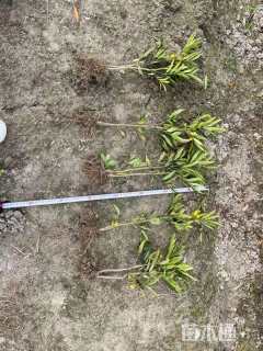 高度30厘米细叶十大功劳