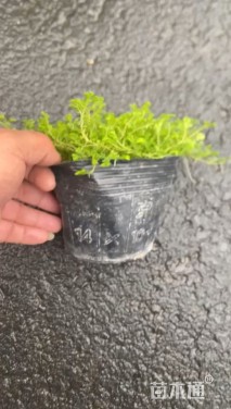 高度20厘米翠云草