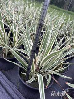 高度50厘米山菅兰