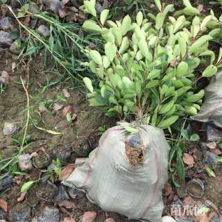 高度40厘米红叶石楠小苗