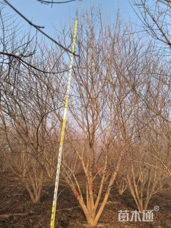 高度700厘米丛生元宝枫