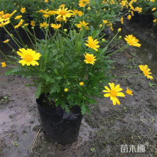 高度60厘米木春菊