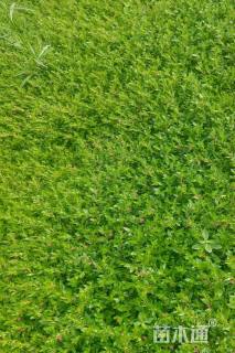 高度20厘米细叶萼距花