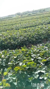 高度15厘米红颜草莓