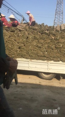草卷状果岭草