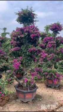 高度120厘米三角梅