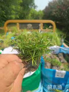 高度10厘米欧石竹