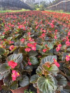 高度20厘米四季海棠