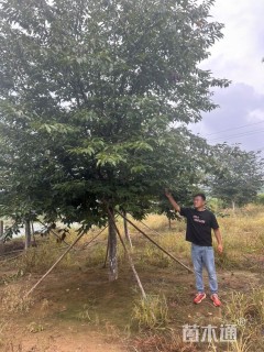 20公分染井吉野樱