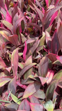 高度25厘米朱蕉