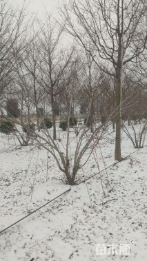 高度200厘米丛生红枫