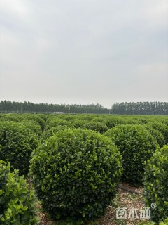 冠幅180厘米卫矛球