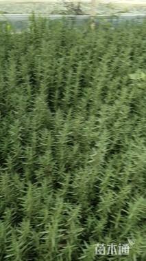 高度20厘米迷迭香