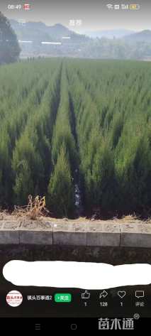 高度180厘米塔柏