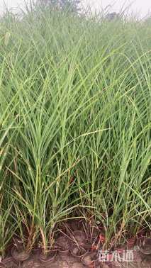 高度100厘米斑叶芒