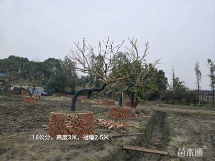 20公分红果冬青