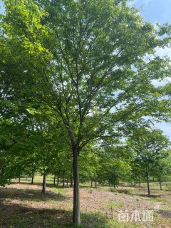 20公分榉树