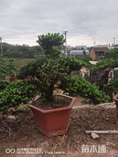 容器苗造型罗汉松