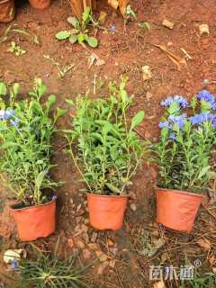 高度30厘米蓝雪花