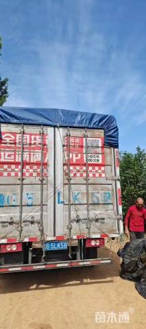 高度60厘米大叶黄杨