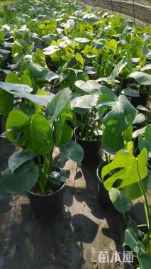 70厘米龟背竹