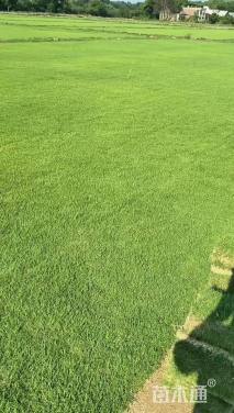 草卷状马尼拉草