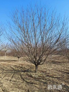 14公分红叶碧桃