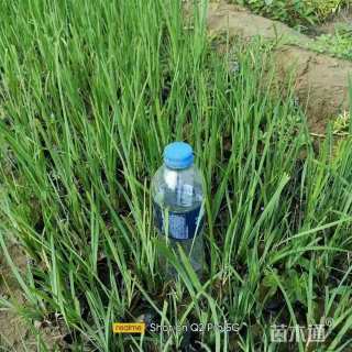 高度15厘米马莲