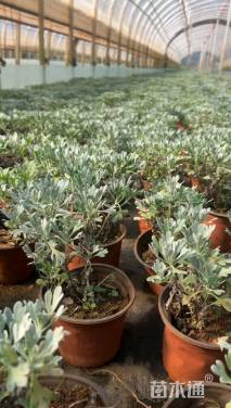 高度30厘米银叶菊