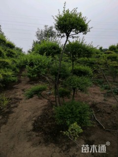 造型小叶女贞
