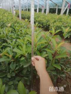 高度50厘米红叶石楠小苗