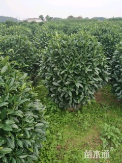 高度100厘米非洲茉莉
