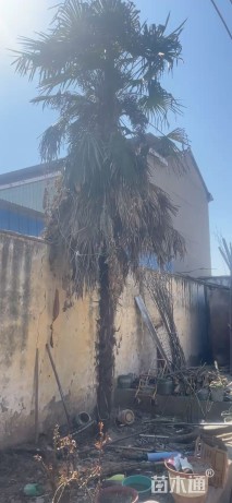 裸干高400厘米铁树