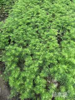 高度60厘米水杉小苗